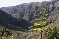 Gomera