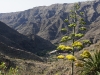 Gomera