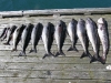 rybna-uczta-w-okolicach-brekke-norwegia-v-2010-21