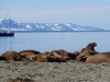 Spitsbergen