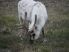 Spitsbergen