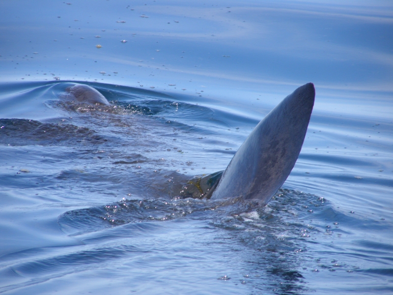 Długoszpar-rekin olbrzymi