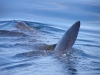 Długoszpar-rekin olbrzymi